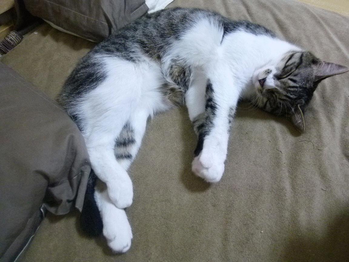 巴朗加国王连胜提升球队士气，巴朗加斯怪兽