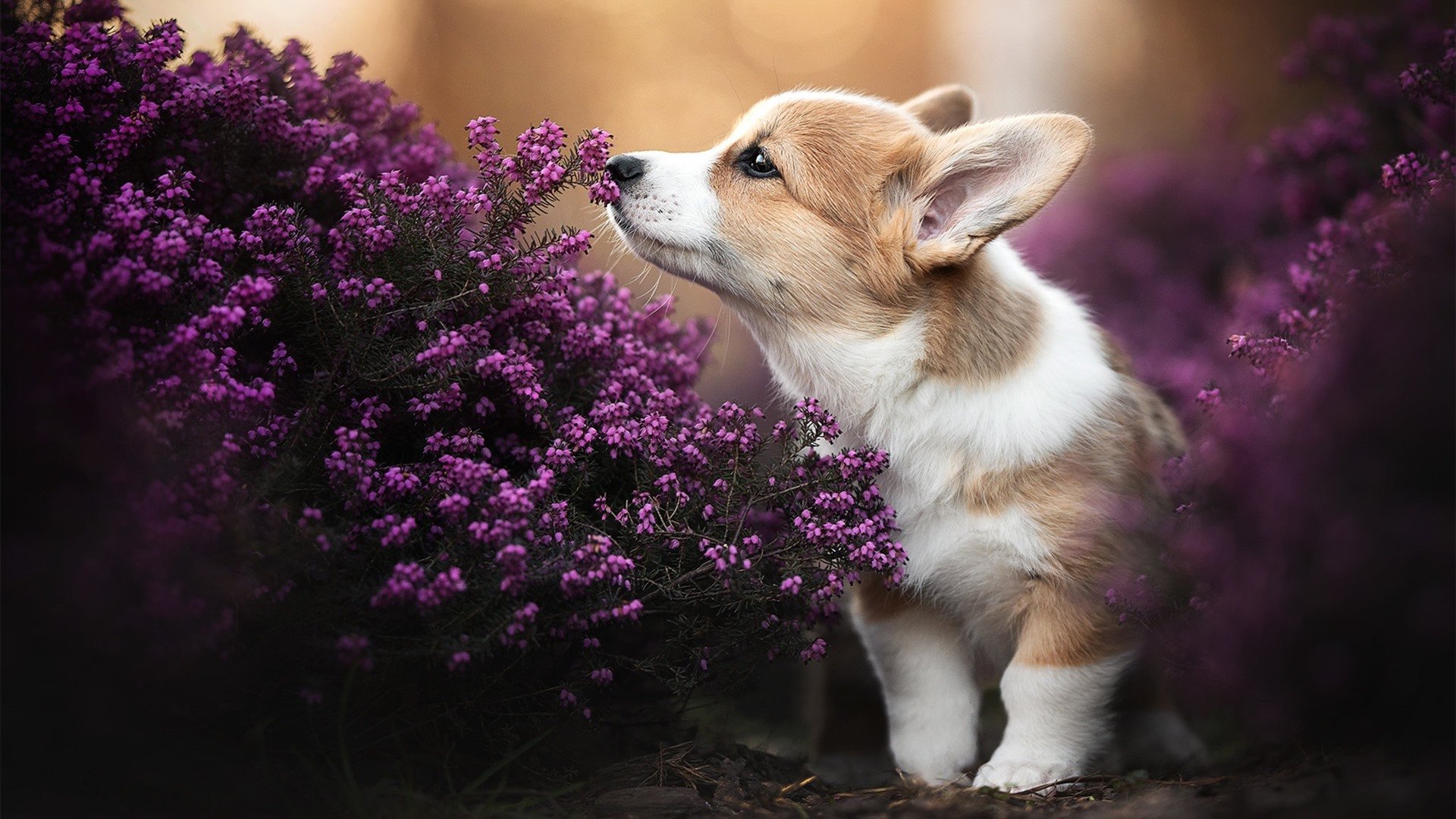 九游网页版入口-沃尔夫斯堡战平比赛，取得积分平稳增长，沃尔夫斯堡最新阵容