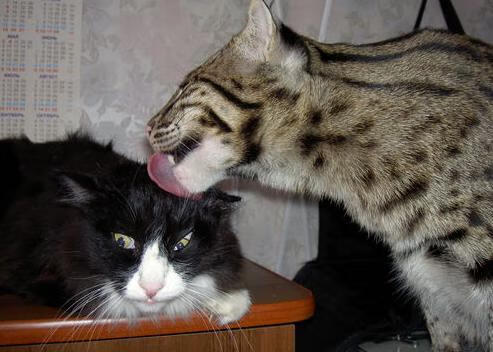 纽卡斯尔联反击锐利，喜鹊军团继续冲击前四，纽卡斯尔联队简介