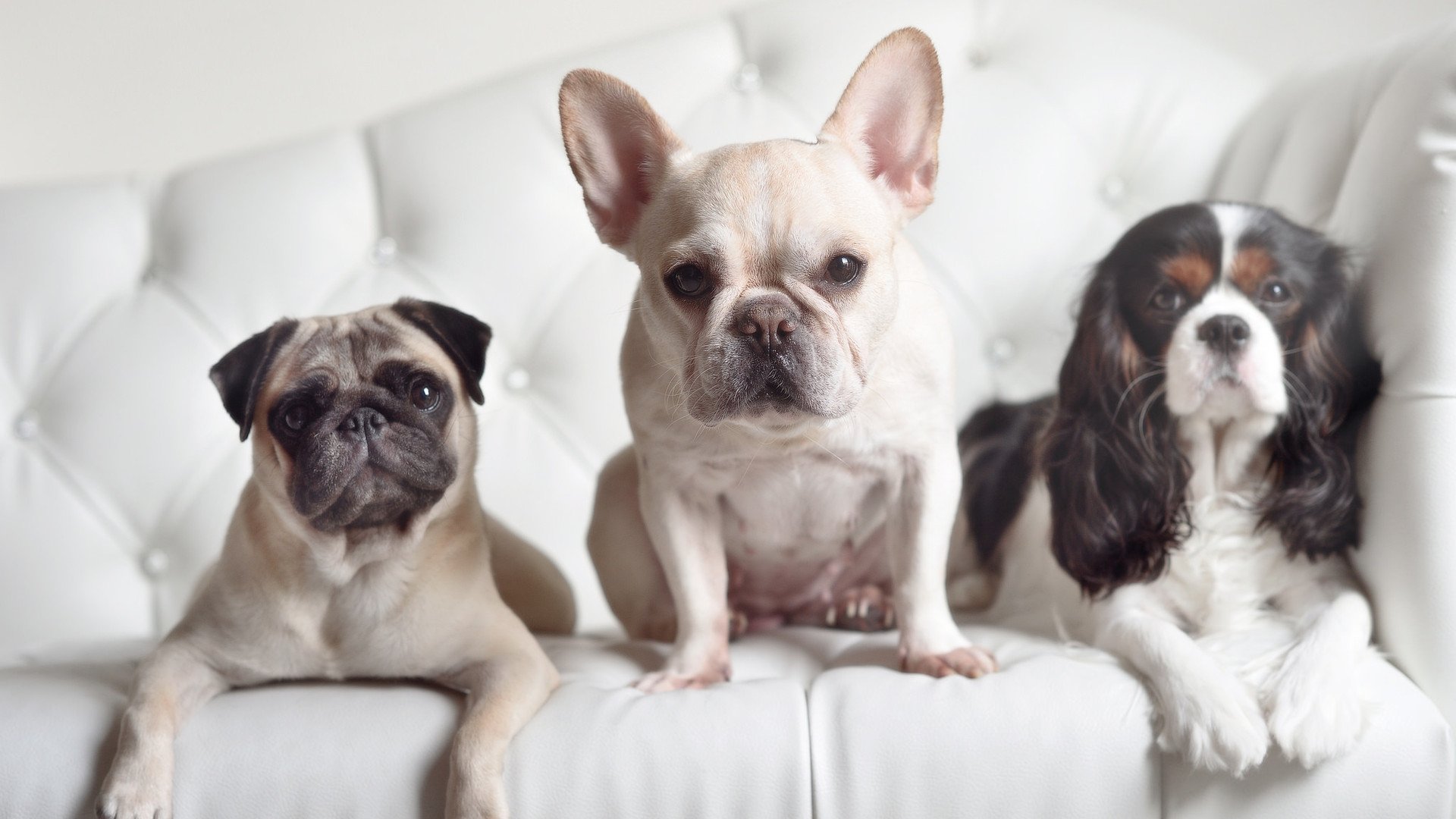 马尔基西奥驾临乌迪内斯，率队客场力克锡耶纳，马尔基西奥技术特点