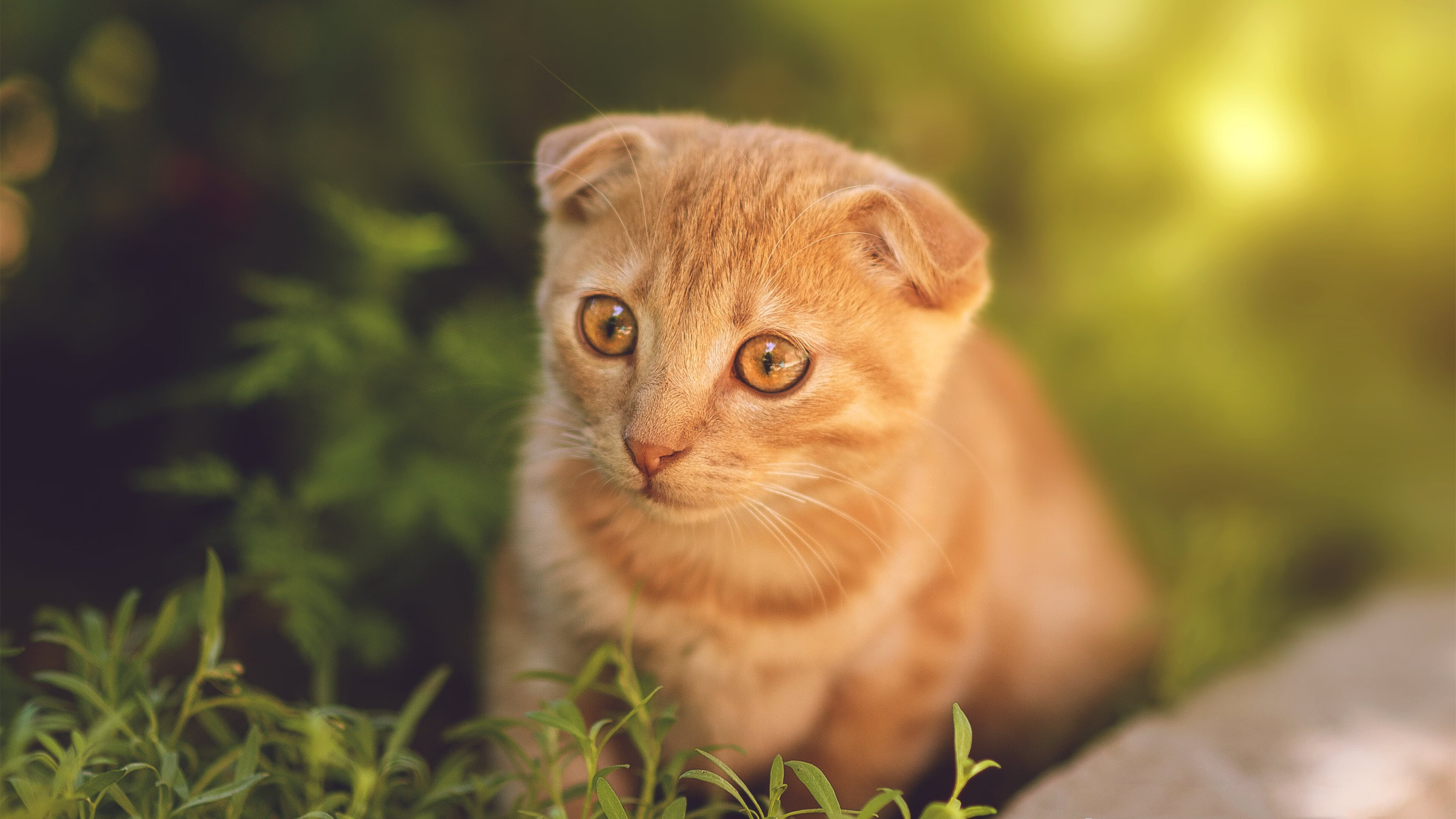 马竞主场2-0战胜赫塔费，继续领跑西甲积分榜，马竞西甲冠军预测