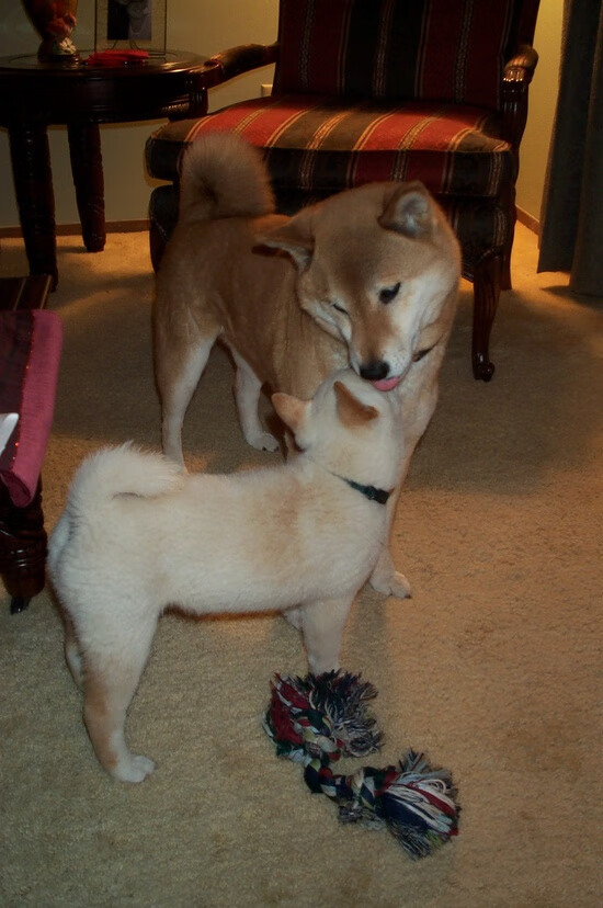 意甲球队通过数据可视化提升球员战术理解速度，意甲跑动数据