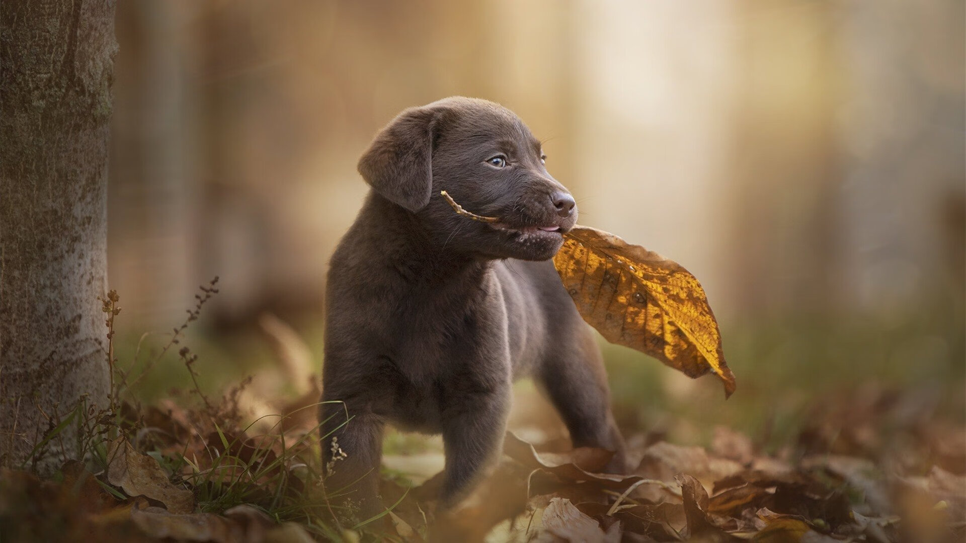 中国女篮热身赛迎来开门红 阵容调配顺利，2021年中国女篮热身赛