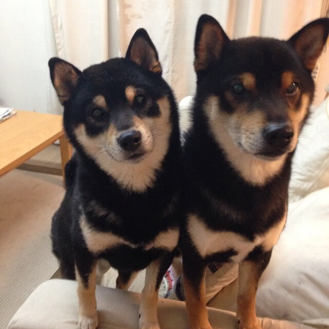 五大联赛核心球员伤病对球队心理层面的影响，足球球员伤病