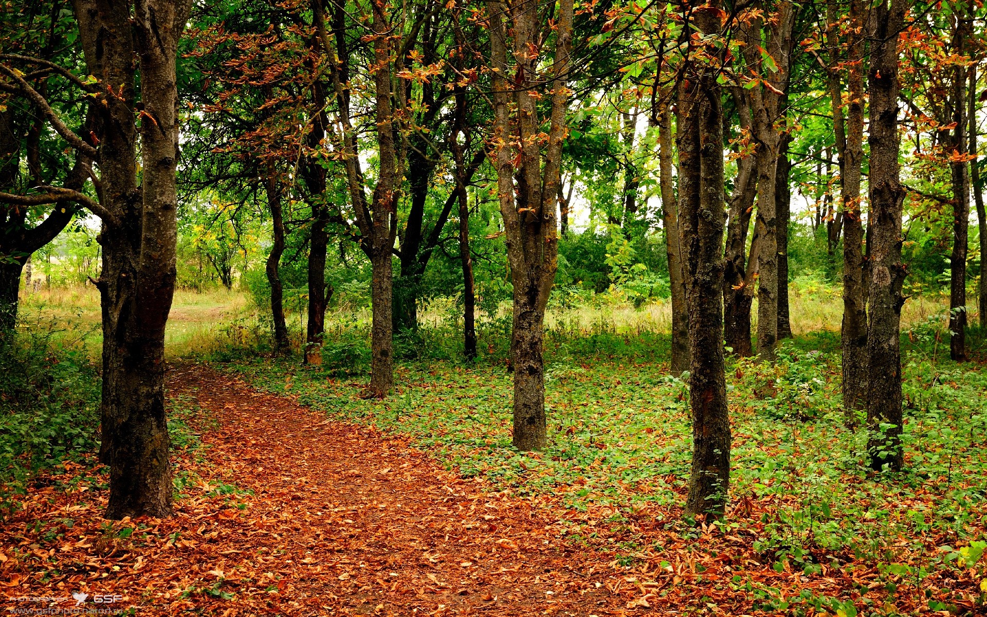 法甲联赛中的运动科学应用,法甲介绍
