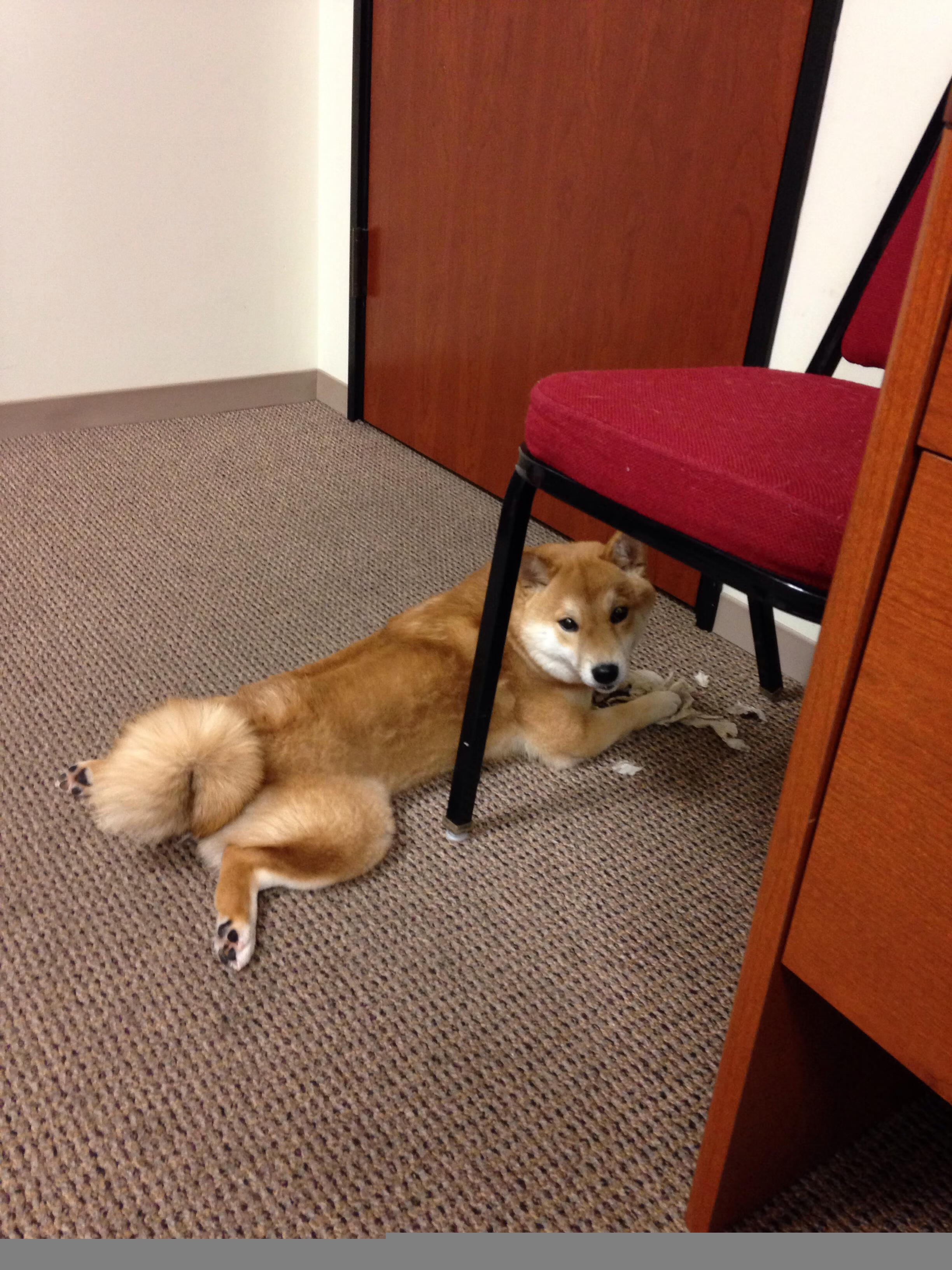 混合泳比赛韩国表现均衡出色,混合泳比赛视频