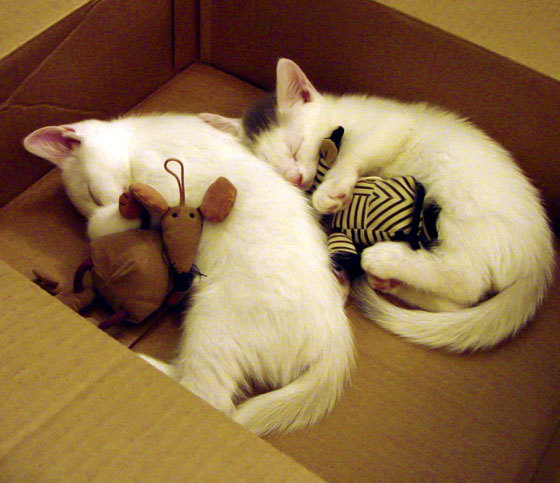 -荷兰队在欧洲预选赛中突出表现，晋级希望大增